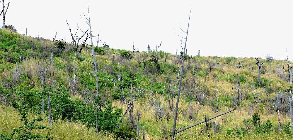 不動産相続放棄